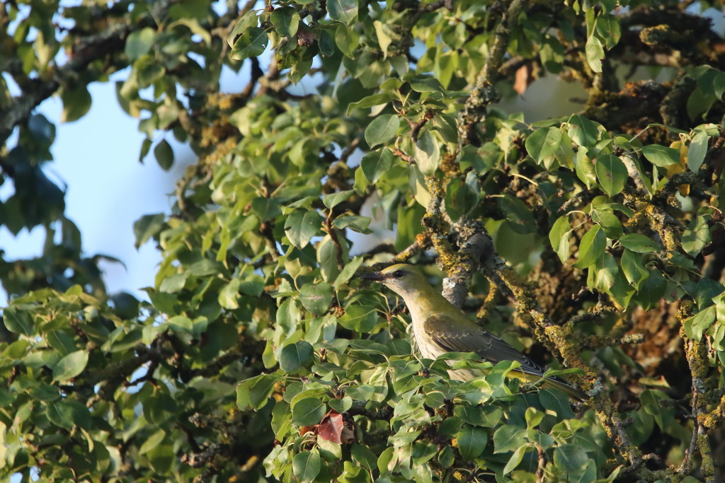 IMG_4916dup.JPG