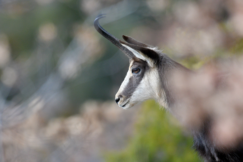 chamois111.jpg