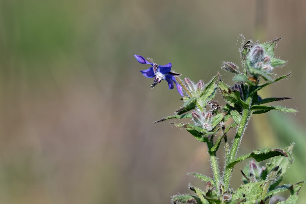 DSC_2670_DxO-1.jpg