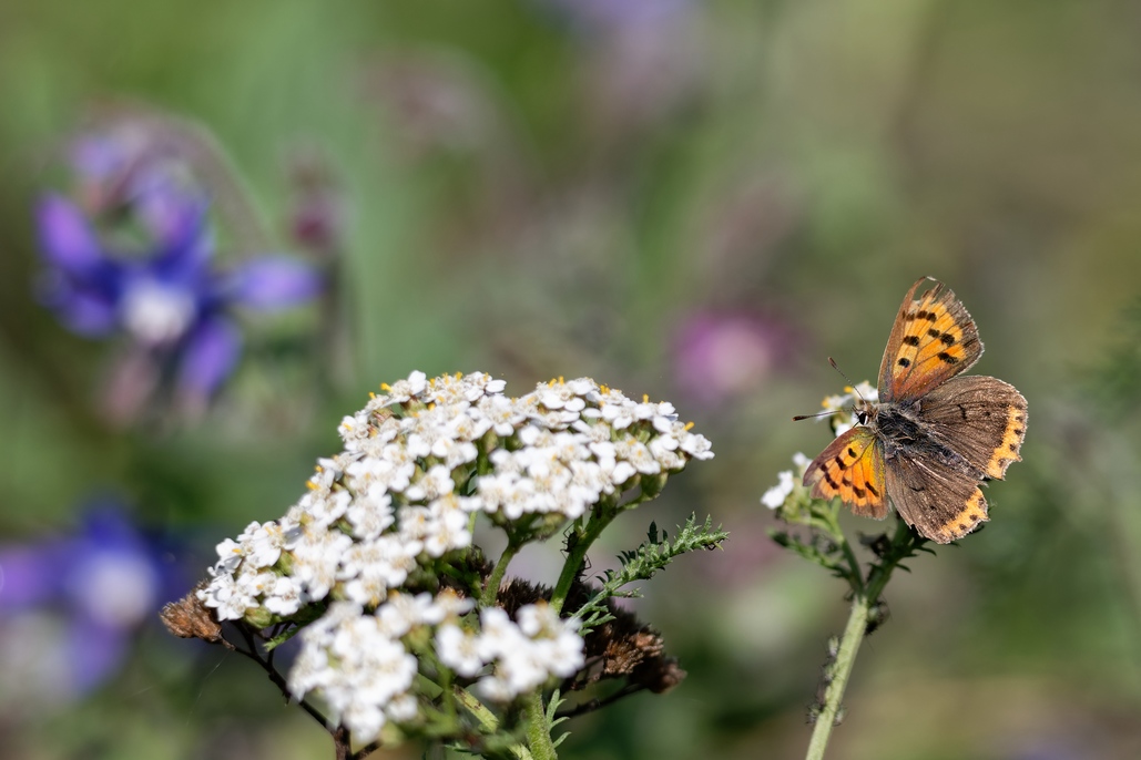 DSC_2673_DxO.jpg