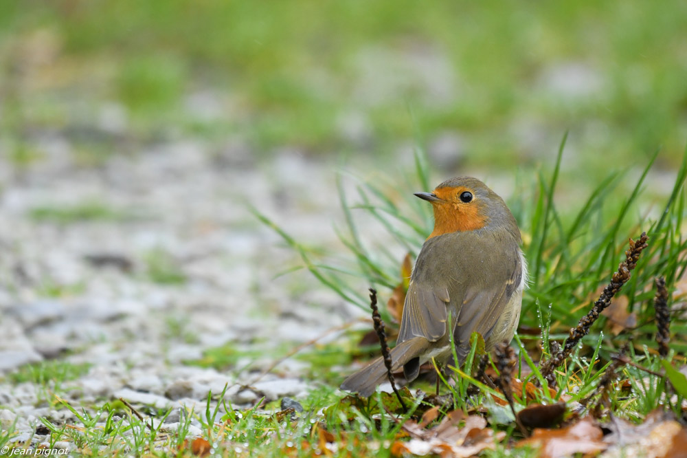 oiseaux parking 11 2020.jpg