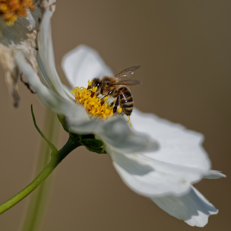 DSC_2685_DxO.jpg