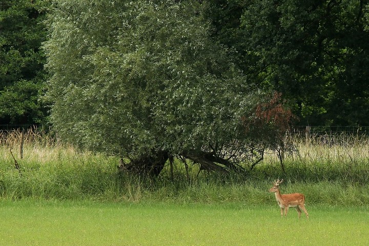 042 Juillet.jpg