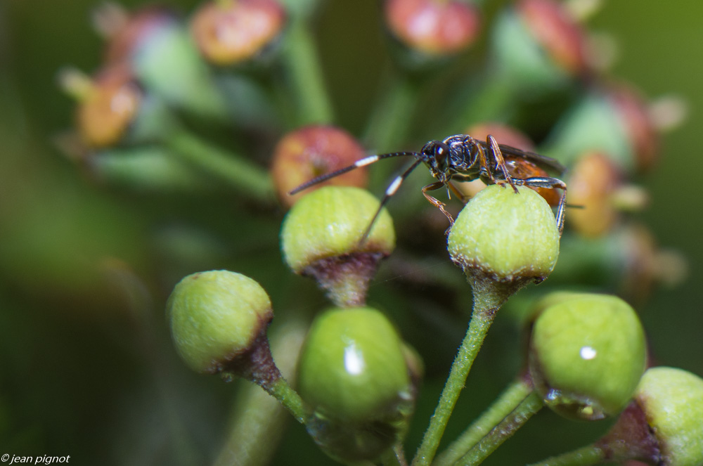 insectes lierre 11 2020-3.jpg