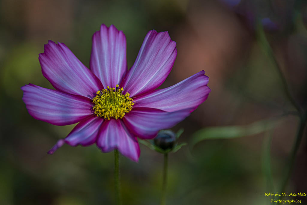_D757796-ps.jpg