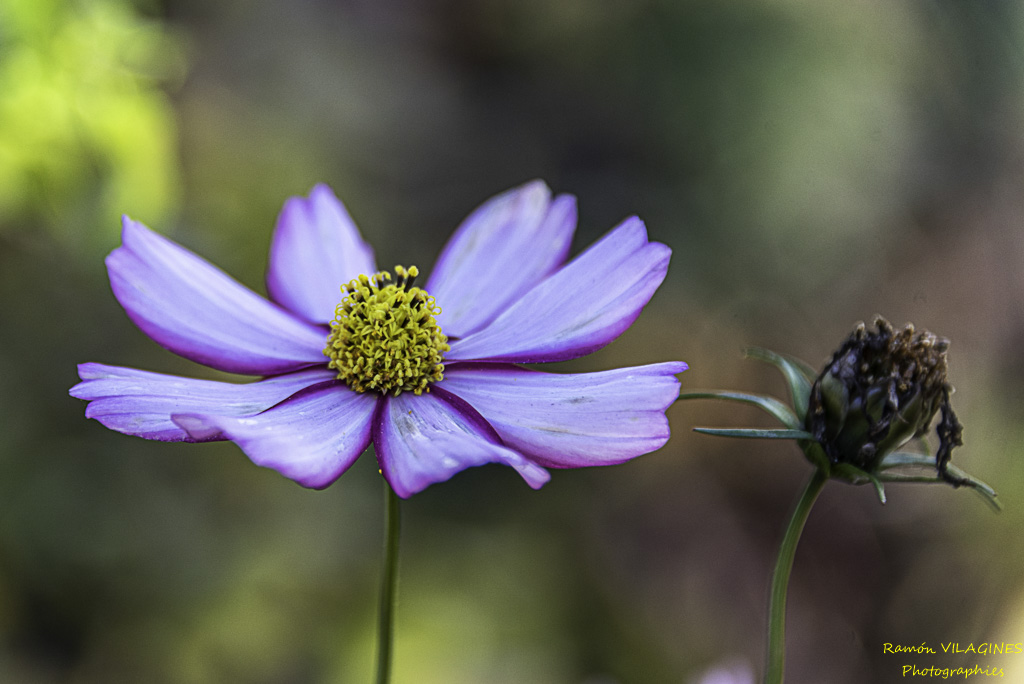 _D757798-ps.jpg