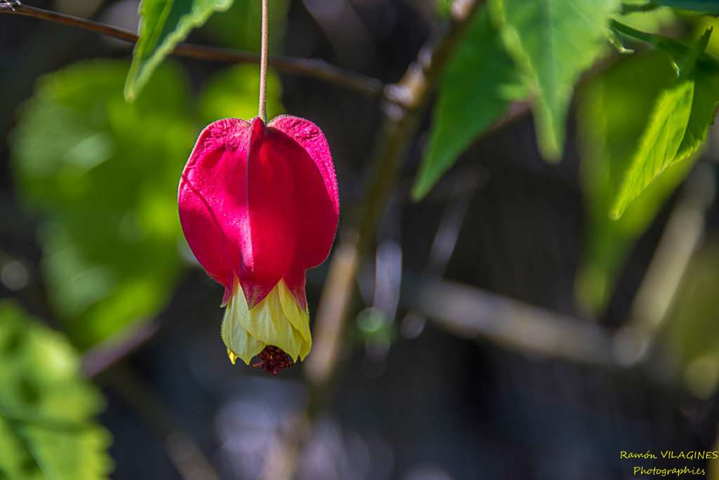 _D757799-ps.jpg