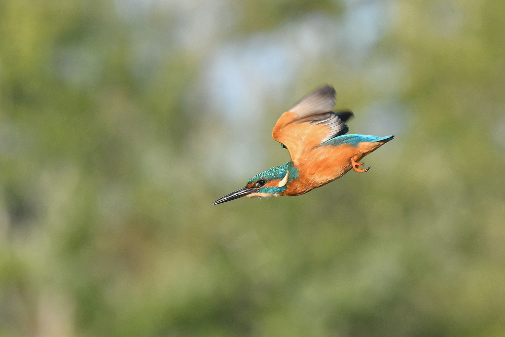 DSC_2776.JPG