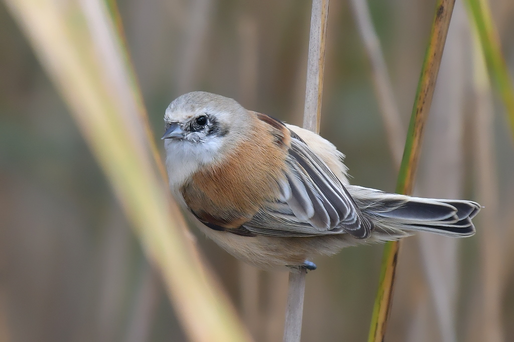 DSC_7562.JPG