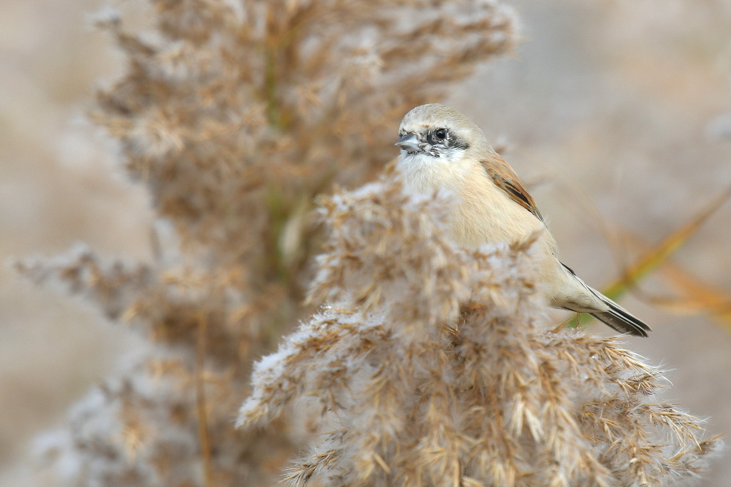 DSC_7642.JPG