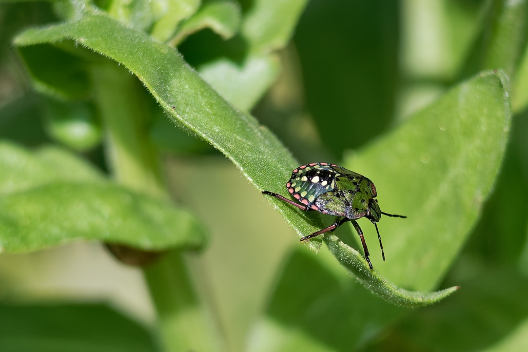 DSC_2710_DxO.jpg