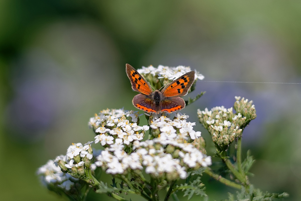 DSC_2725_DxO.jpg