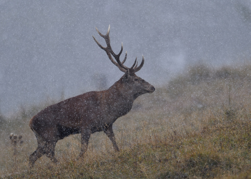 DS5_1041.jpg