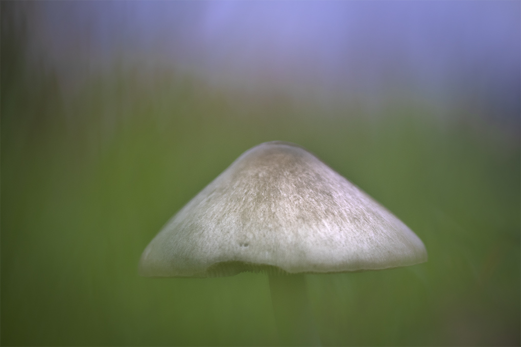 champignons 43.jpg