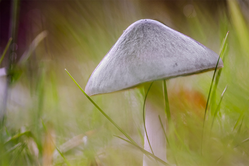 champignons 41a.jpg