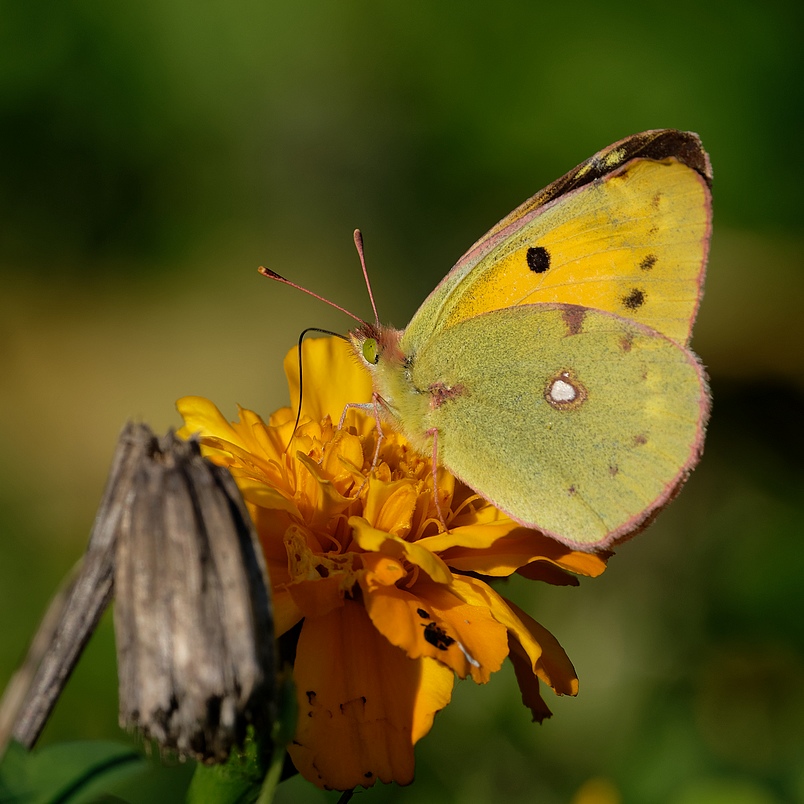 DSC_2826_DxO.jpg