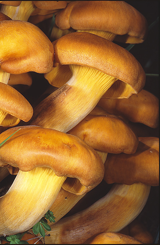 Omphalotus illudens ( Clitocybe de l'olivier ) J acques Rivière.jpg