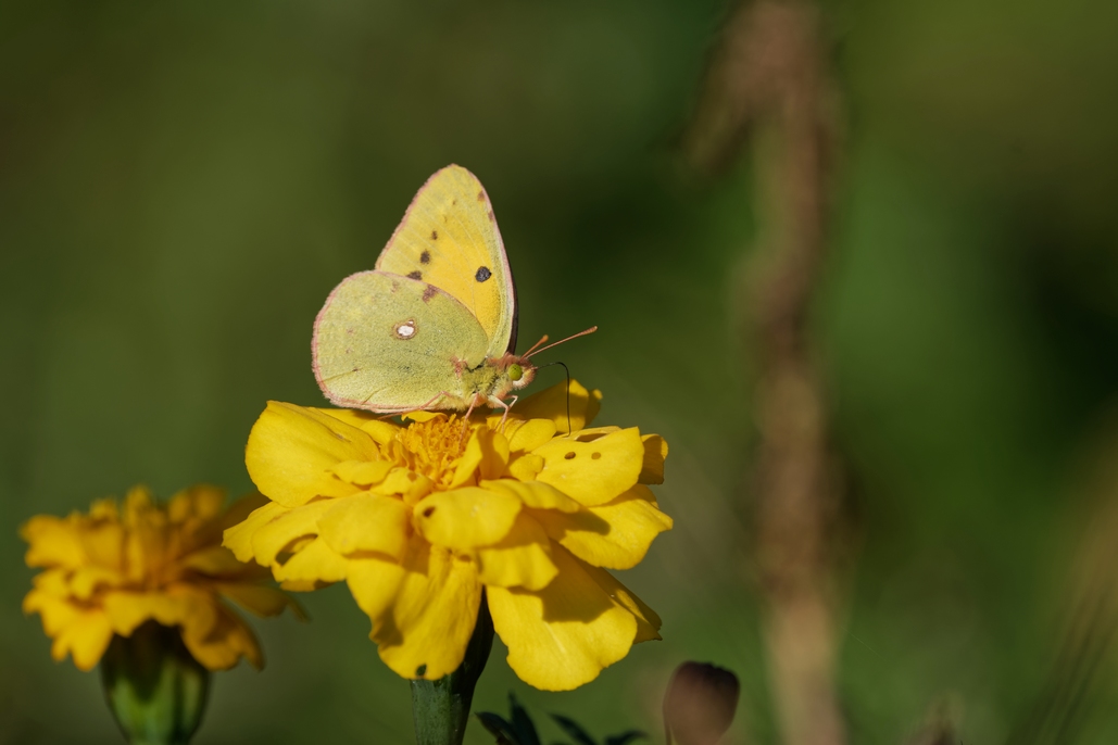 DSC_6987_DxO.jpg