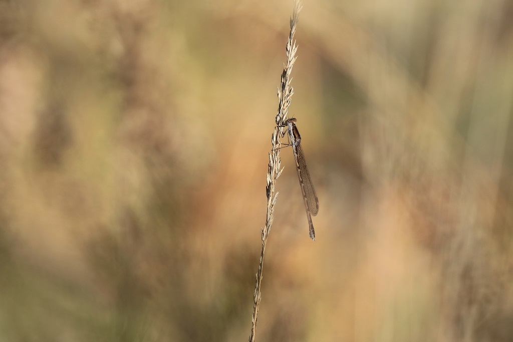 IMG_6710X.JPG