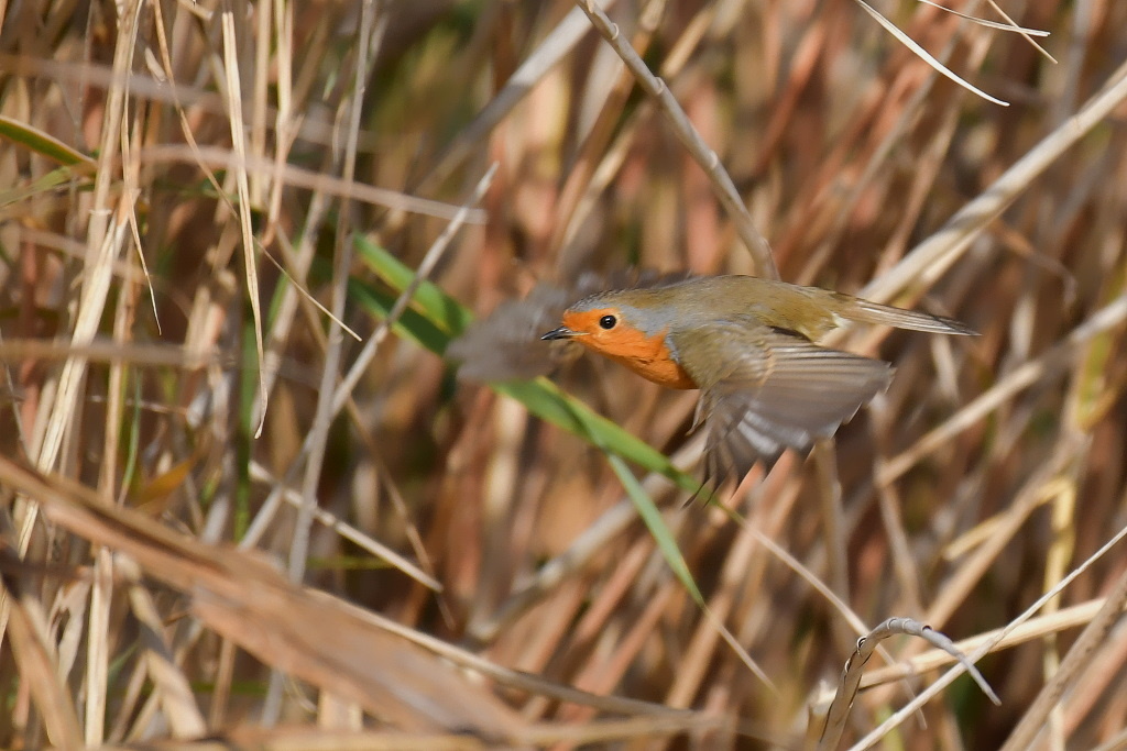 DSC_7713.JPG