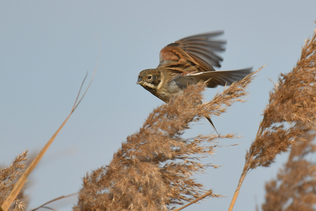 DSC_7736.JPG