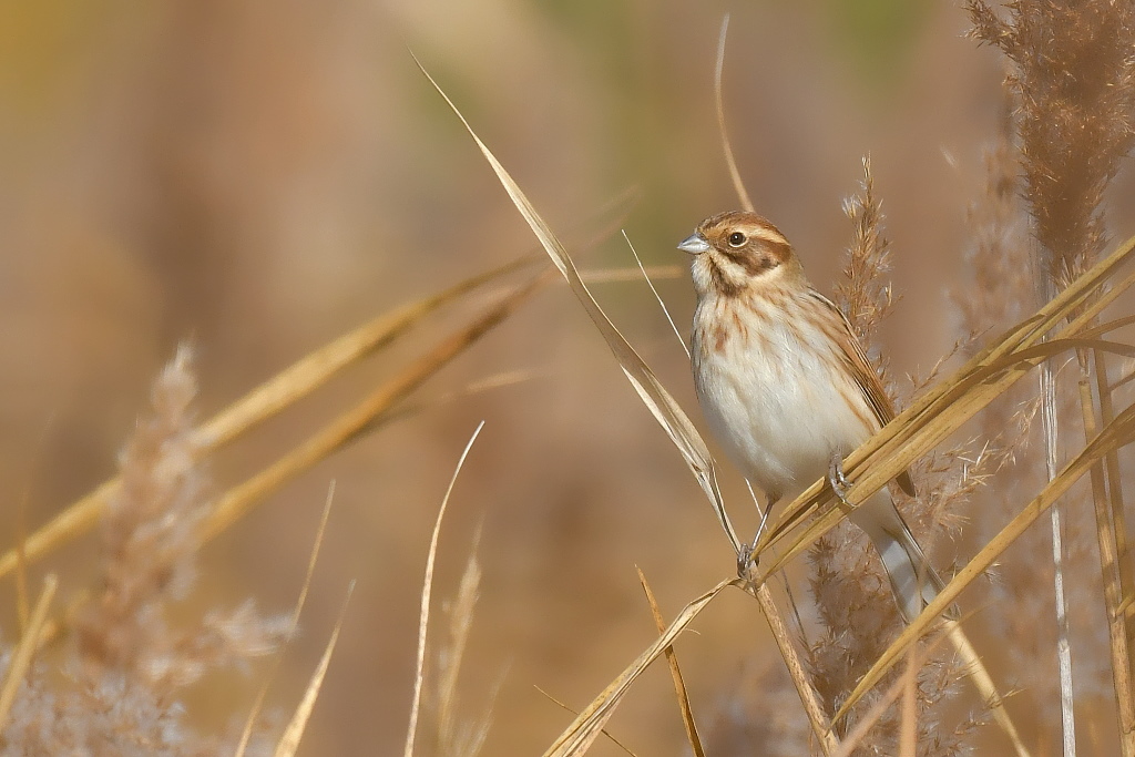 DSC_7799.JPG