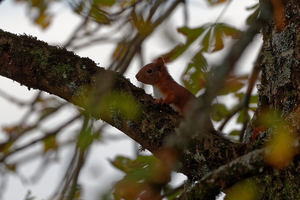 DSC_2887_DxO.jpg