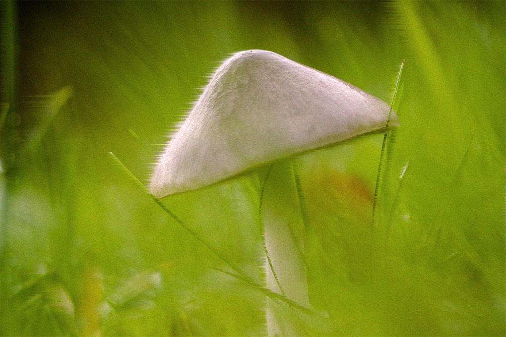 champignons 41b.jpg