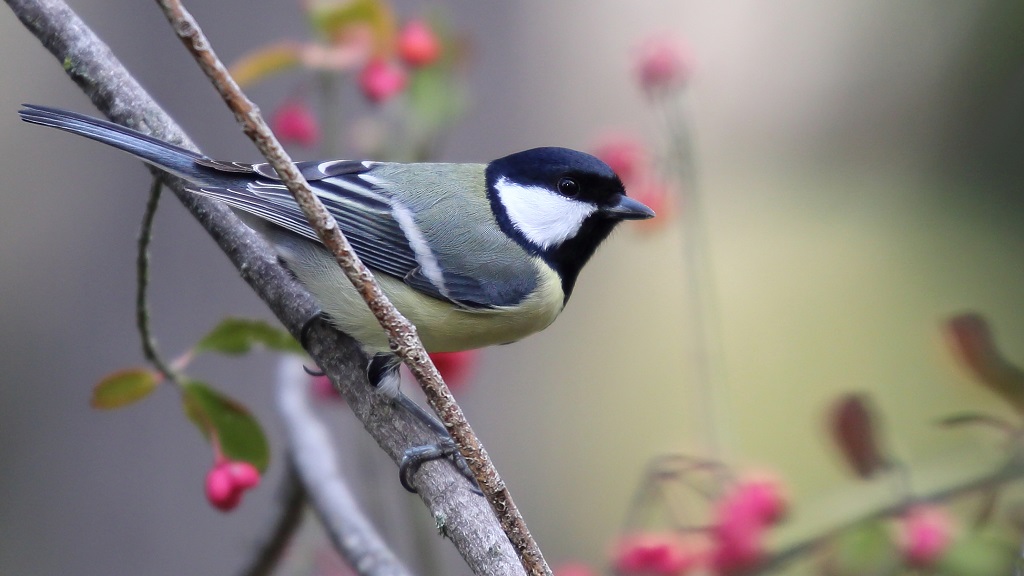 68 Mésange charbonnière.jpg