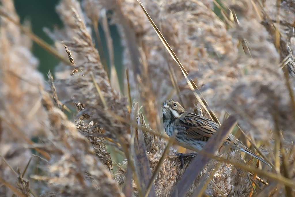DSC_7818.JPG