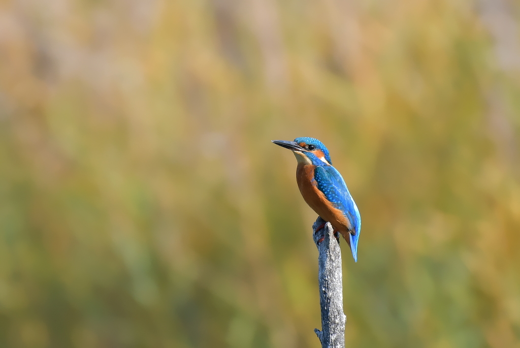 DSC_7836.JPG