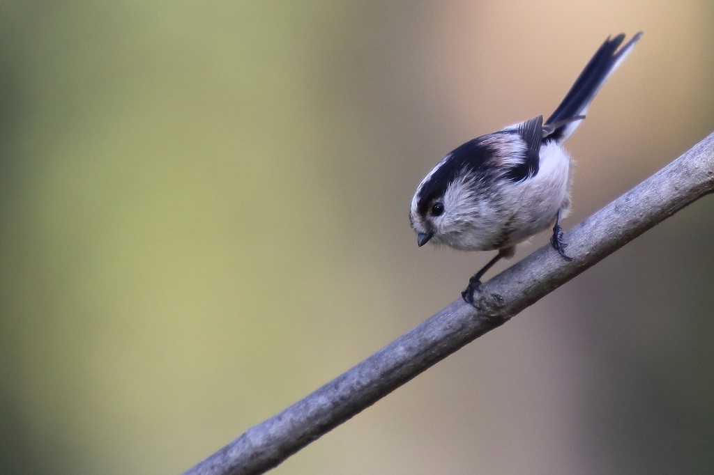 87 Mésange à longue queue.jpg