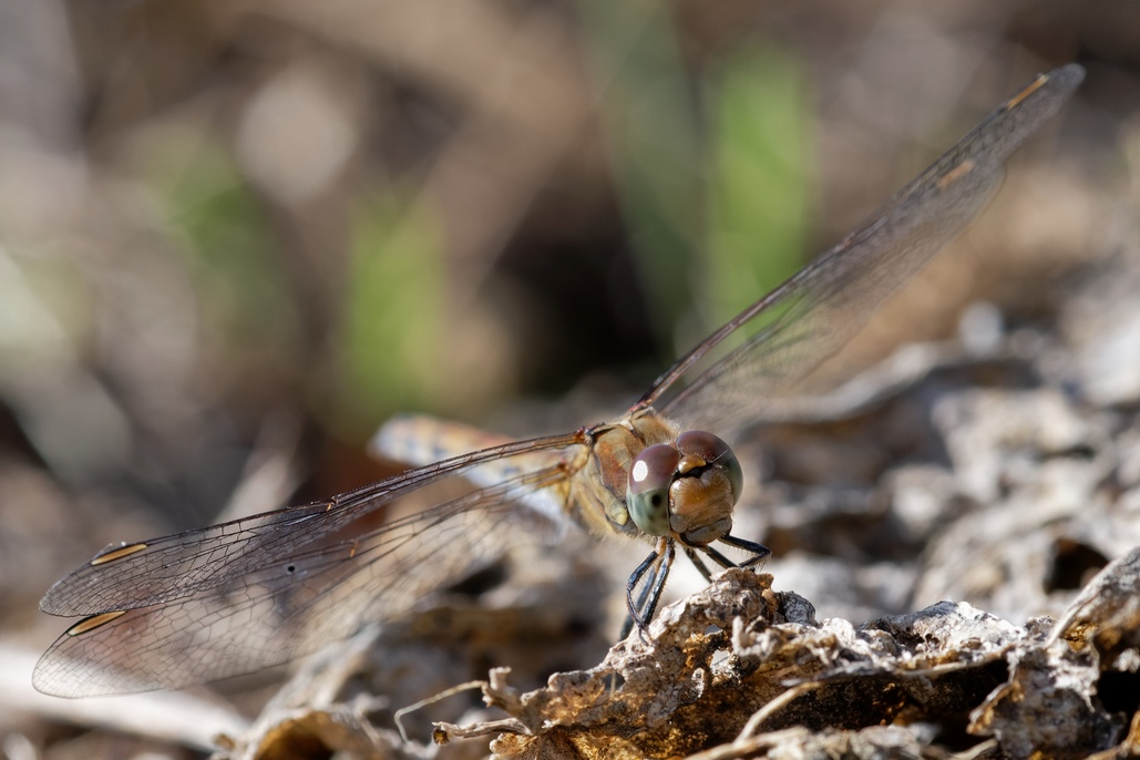 DSC_2906_DxO.jpg