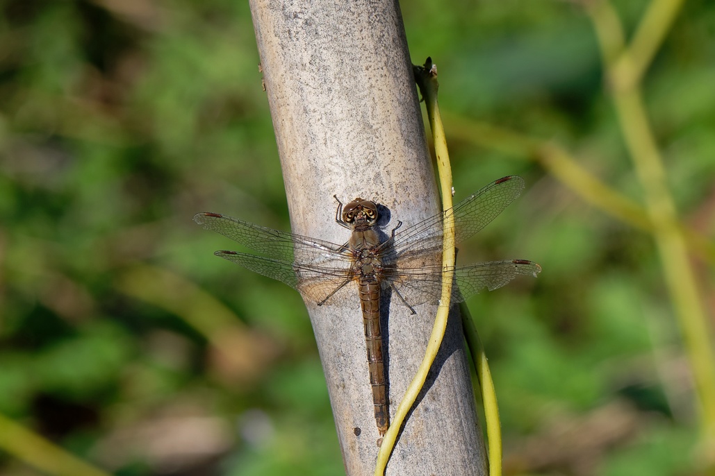 DSC_2962_DxO.jpg