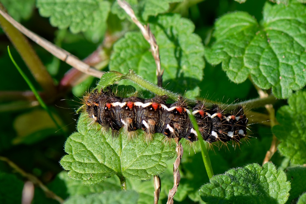 DSC_2967_DxO.jpg