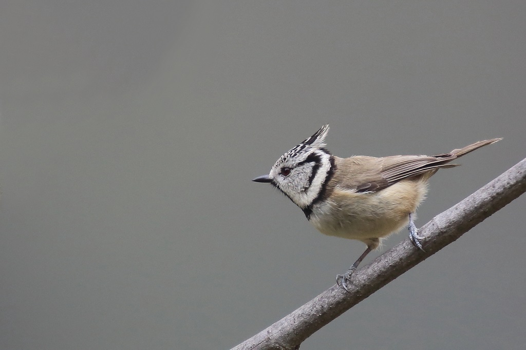 96 Mésange huppée.jpg