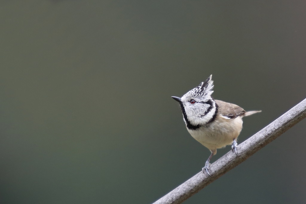 97 Mésange huppée.jpg