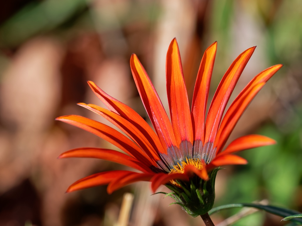 DSC_2911_DxO.jpg
