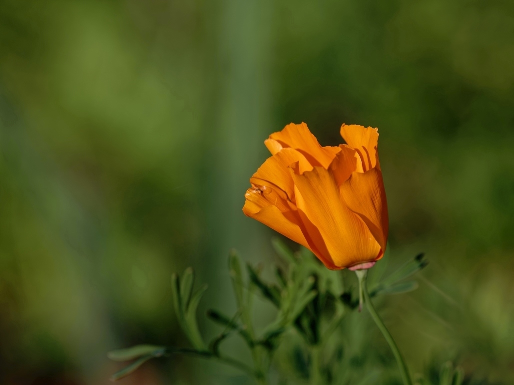 DSC_2993_DxO.jpg