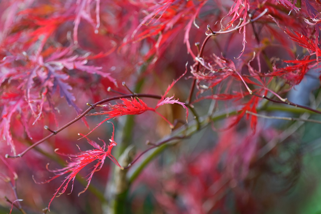 DSC_2998_DxO.jpg