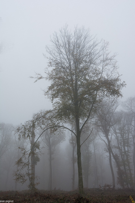 11112020-DSC_8207.jpg
