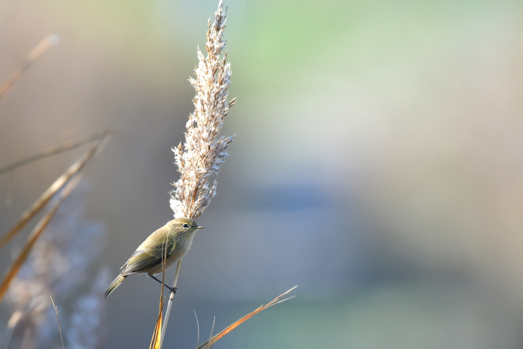 DSC_8017.JPG
