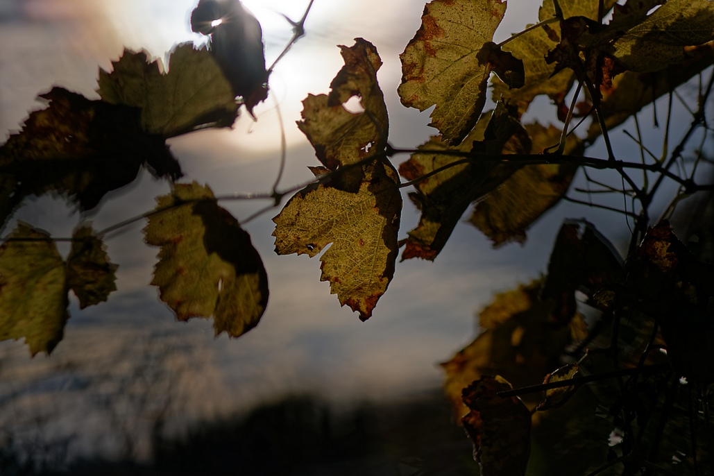 DSC_3028_DxO.jpg