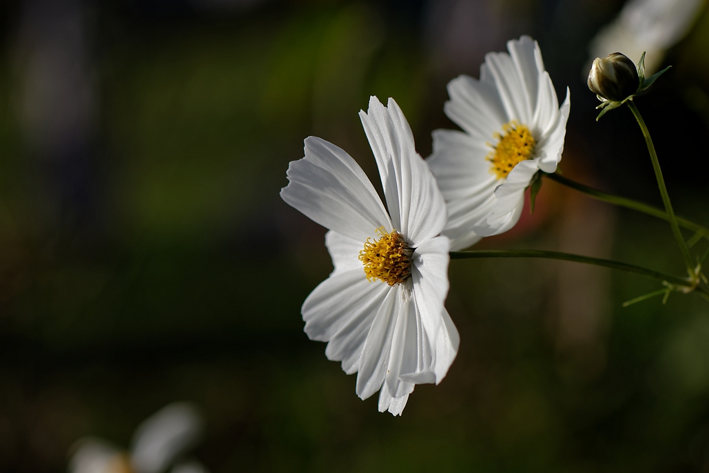 DSC_3031_DxO.jpg