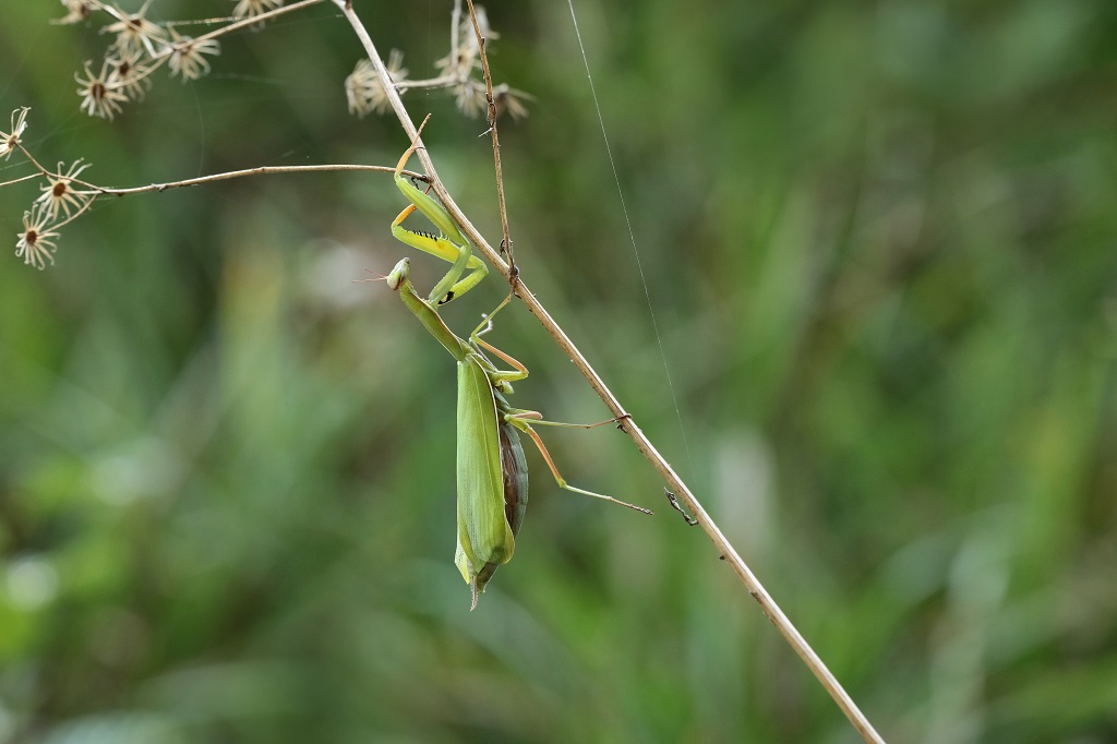 4 IMG_2120X.JPG