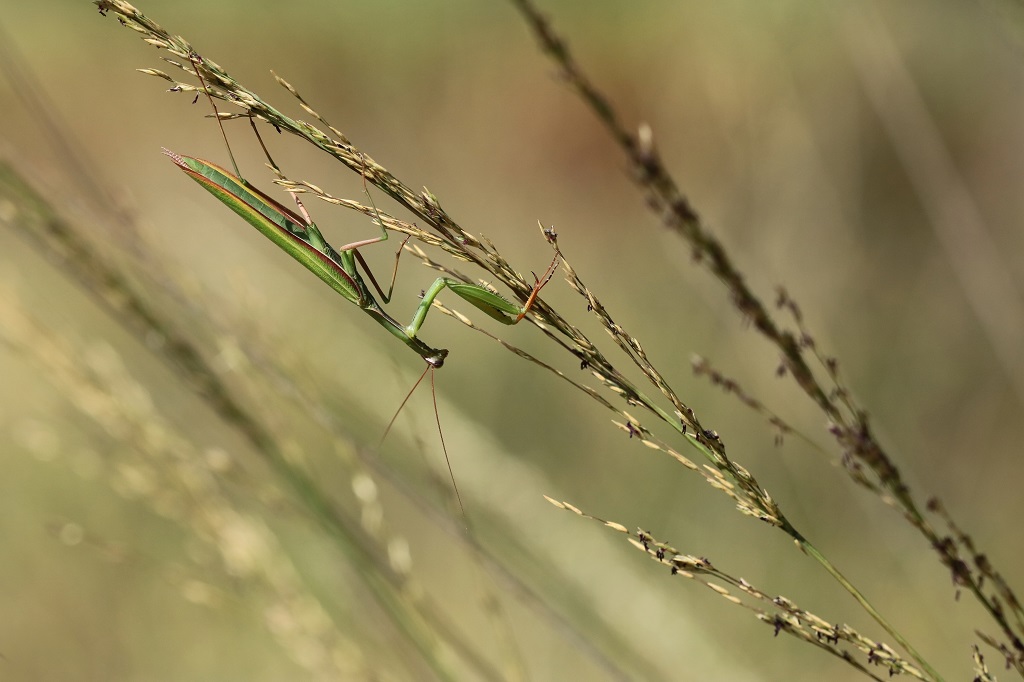 6 IMG_2573X.JPG