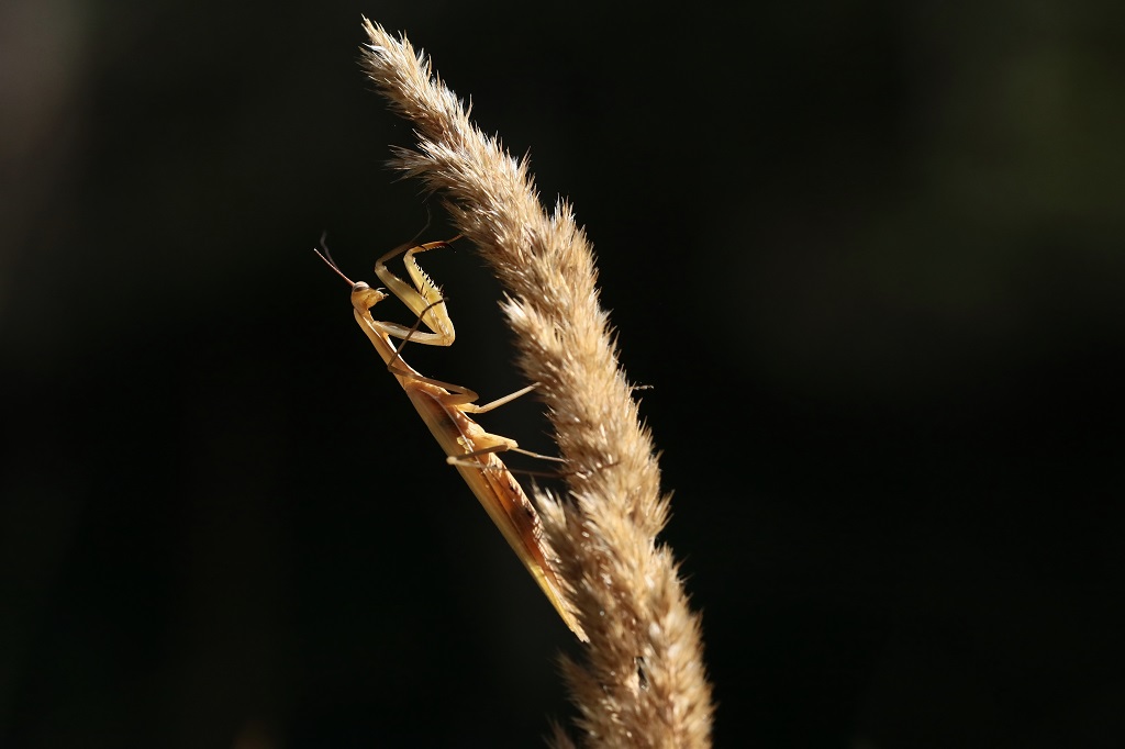 9 IMG_8995X.JPG