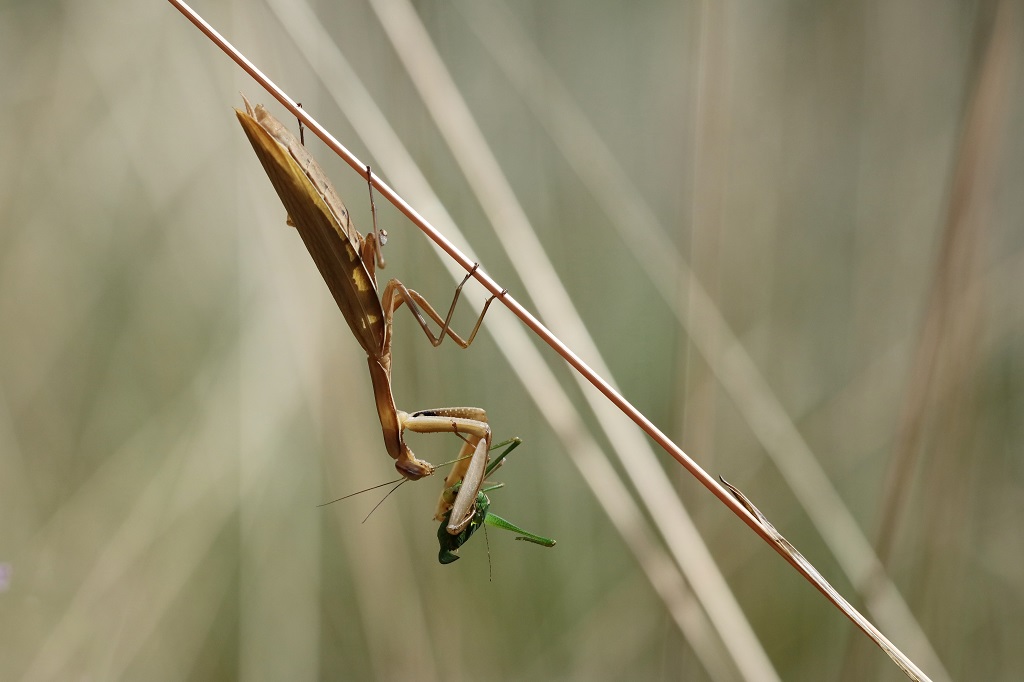 12 IMG_9450X.JPG