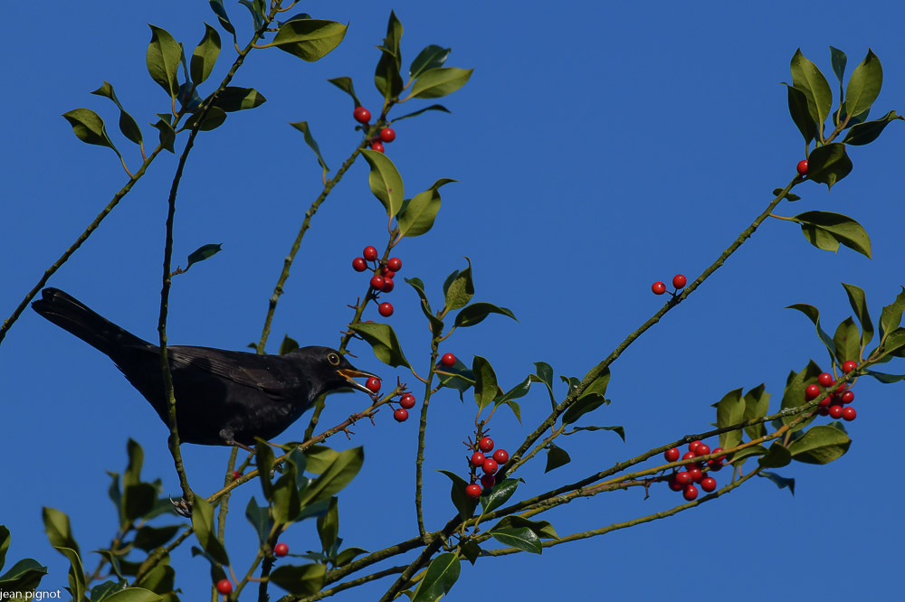 12112020-DSC_5368.jpg
