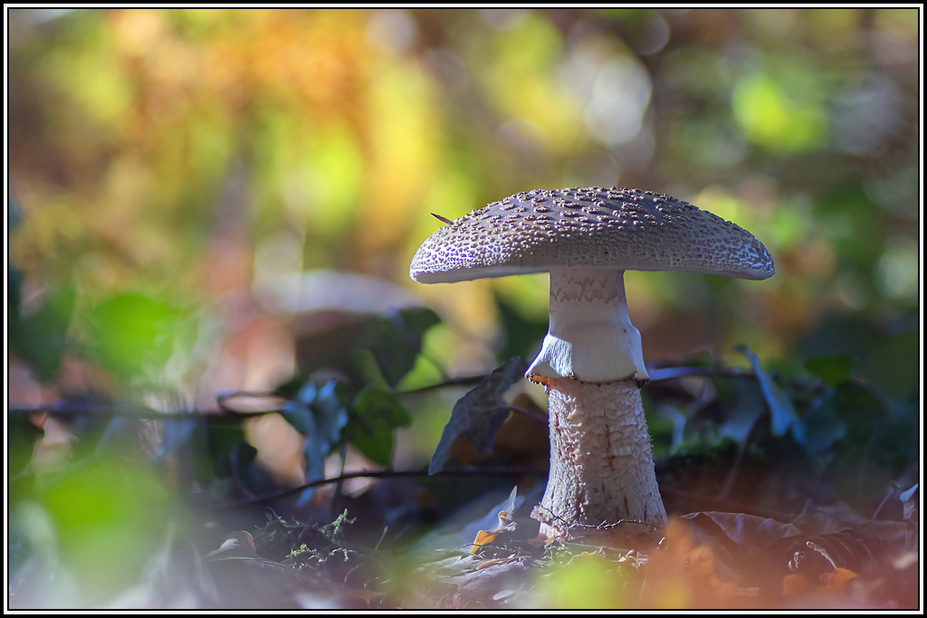 champignon(238_à_241).jpg